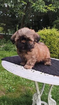 ShihTzu piesek Hugo - 4