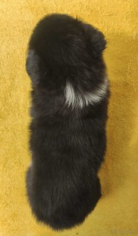 Rasowy pies z pełną dok. przebadani rodzice BORDER COLLIE z - 4