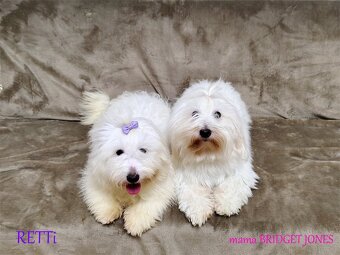 Piesek rasowy mały Coton De Tulear szczenię ZHPR UCI Kraków - 4