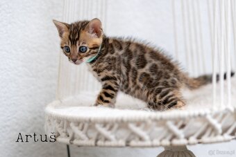 OUR BENGAL KITTENS WITH PEDIGREE CERTIFICATES - 4