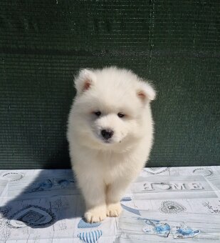 Szczenięta Samojed - 4