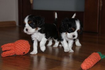 Szczeniaki pieski Cavalier King Charles Spaniel ZKwP FCI - 4