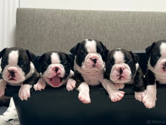Boston Terrier - 4