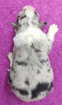 Szczenię BORDER COLLIE z Hodowli - Rasowy pies z pełną dok. - 4