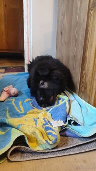 Owczarek niemiecki - 8 tygodni - 4