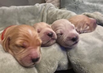 GOLDEN RETRIEVER po championie białe złote biszkoptowe - 4