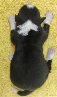 Suczka BORDER COLLIE z Hodowli - Rasowa z pełną dok. - Rezer - 4