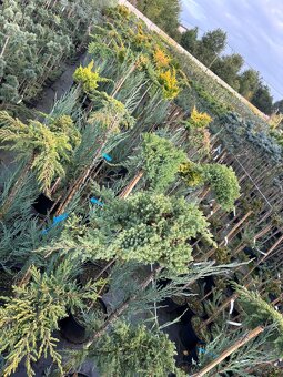 Sosny Świerki c5 /c7,5 hurt - 4