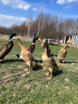 Jaja bieguski indyjskiej - 4