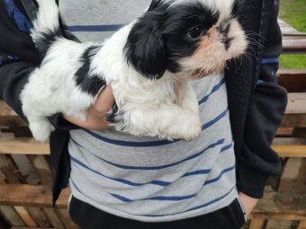 Suczka Shih-tzu - 4