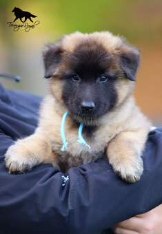 Owczarek belgijski Tervueren - szczenięta z rodowodem - 4