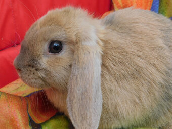 Niebiesko- białe baranki mini lop - 4