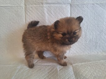 Sunia Pomeranian - 4