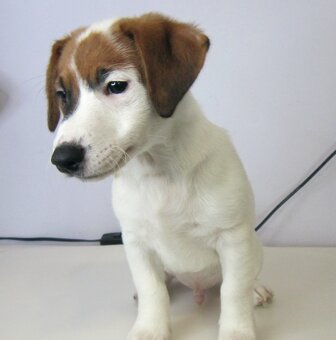 Jack Russell terrier - 4