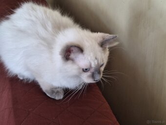 Kocurek Ragdoll - 4
