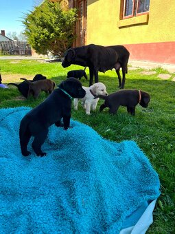 Labrador retriever - 4