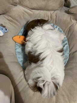 Piesek Shih Tzu - 4