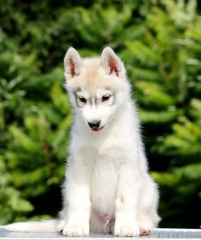 Siberian Husky ZKwP - 4