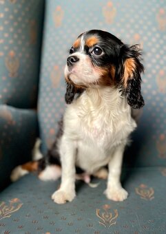 Cavalier King charles spaniel - 4