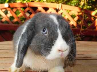 Samczyk baranek mini lop - 4