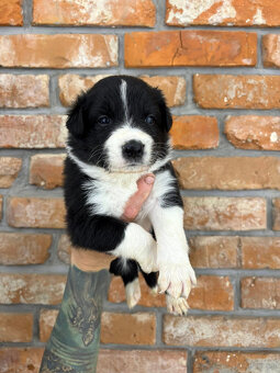 Border Collie - 4