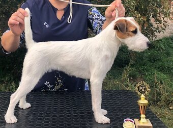 Parson russell terrier FCI HODOWLA RODOWÓD - 4