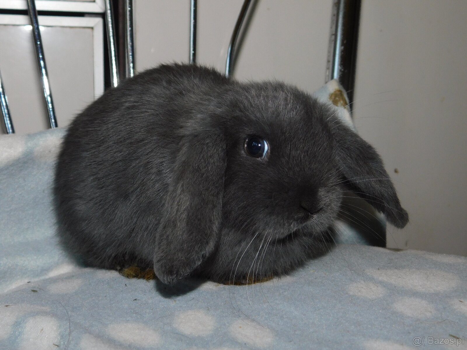 Cudne barank mini lop - 5