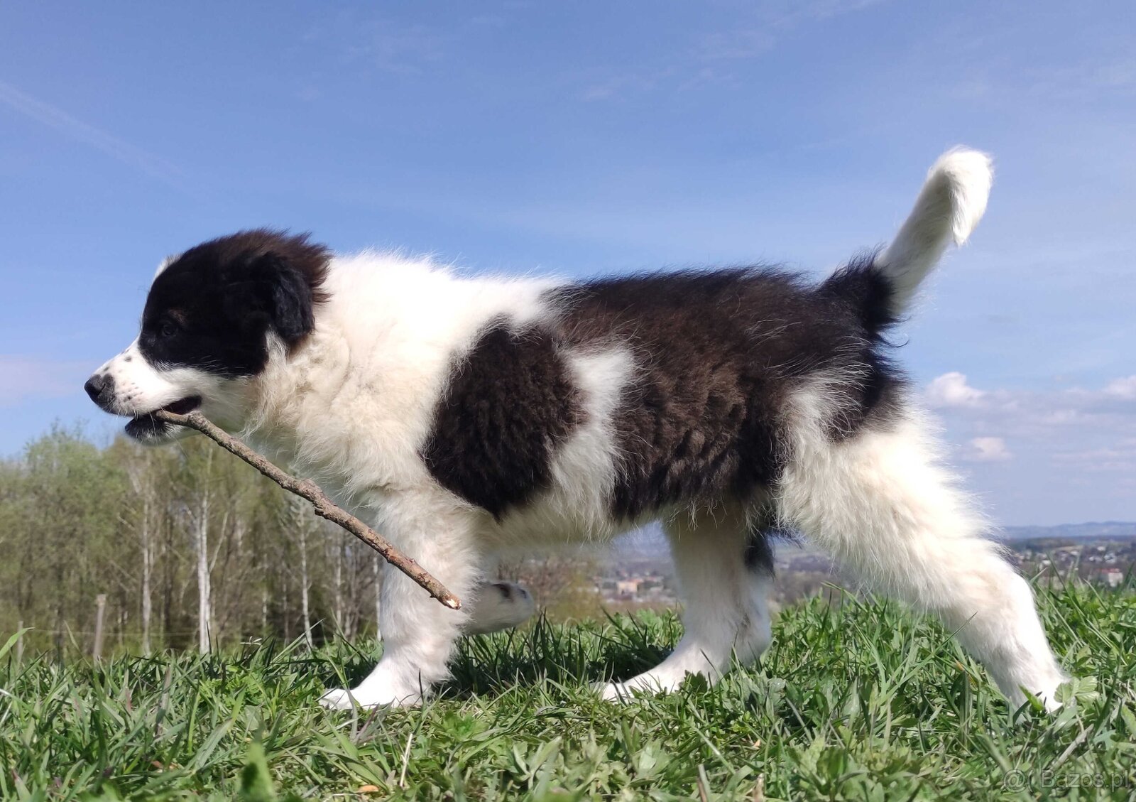 Piękna Rasowa Suczka Border Collie - XINDI z pełną dok. z ho - 5