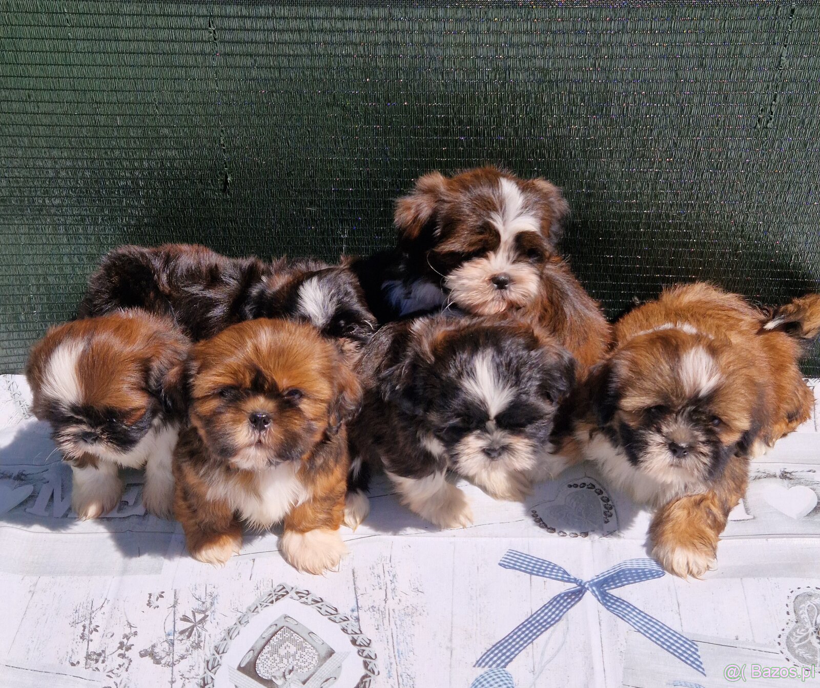 Szczenięta Shih-tzu - 5