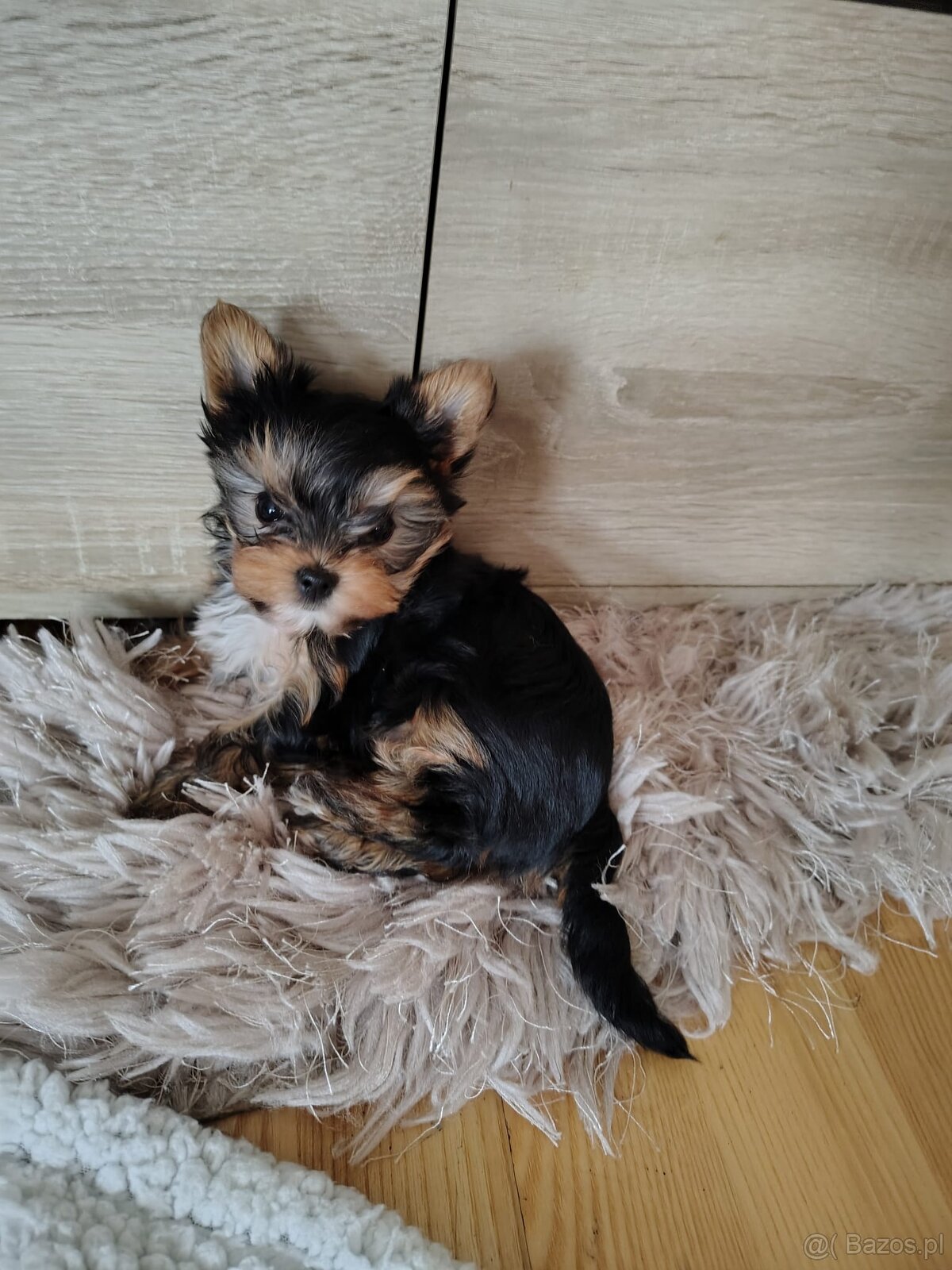 York -suczka szczenie - 5