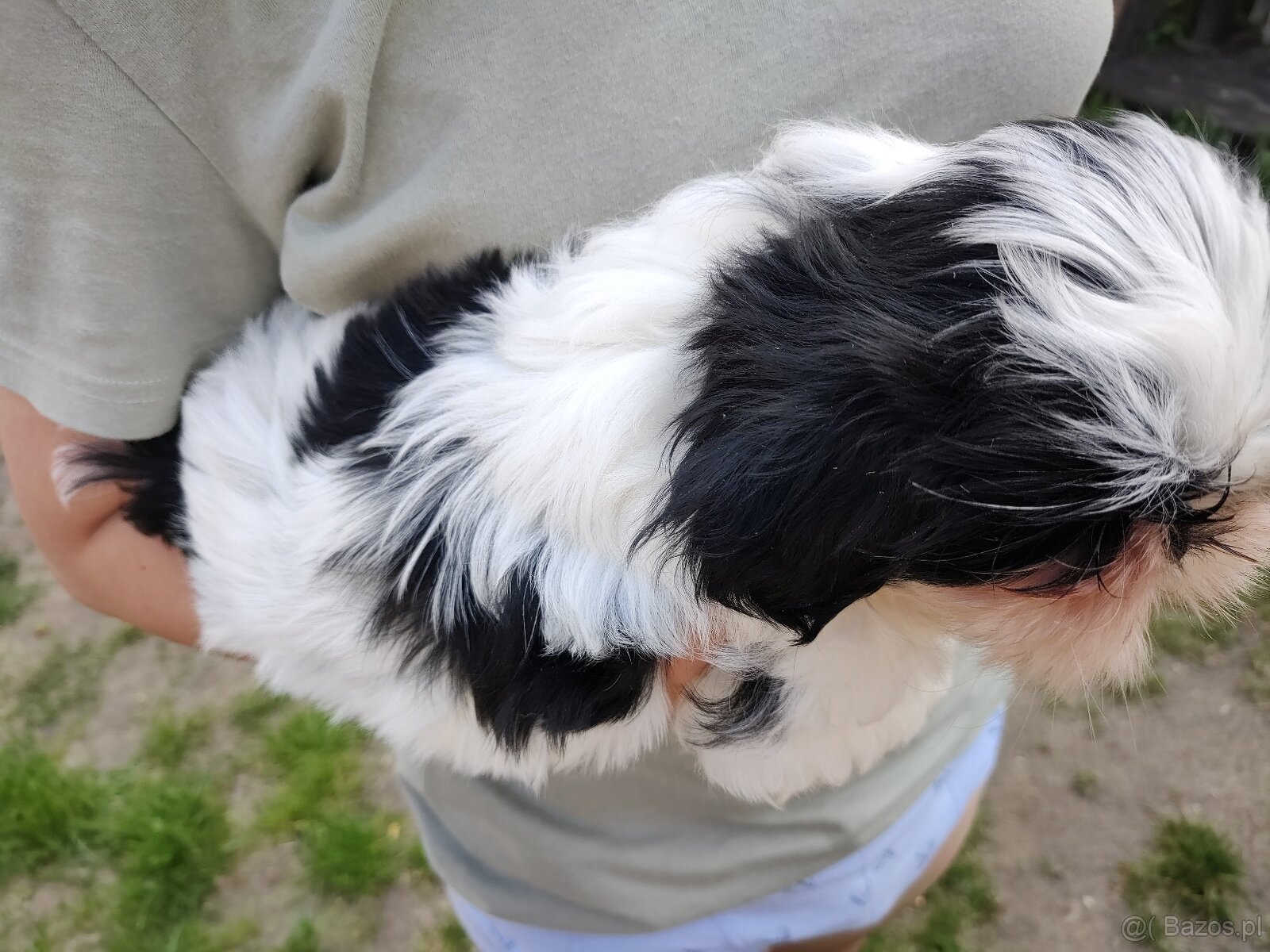 Suczka Shih-tzu - 5