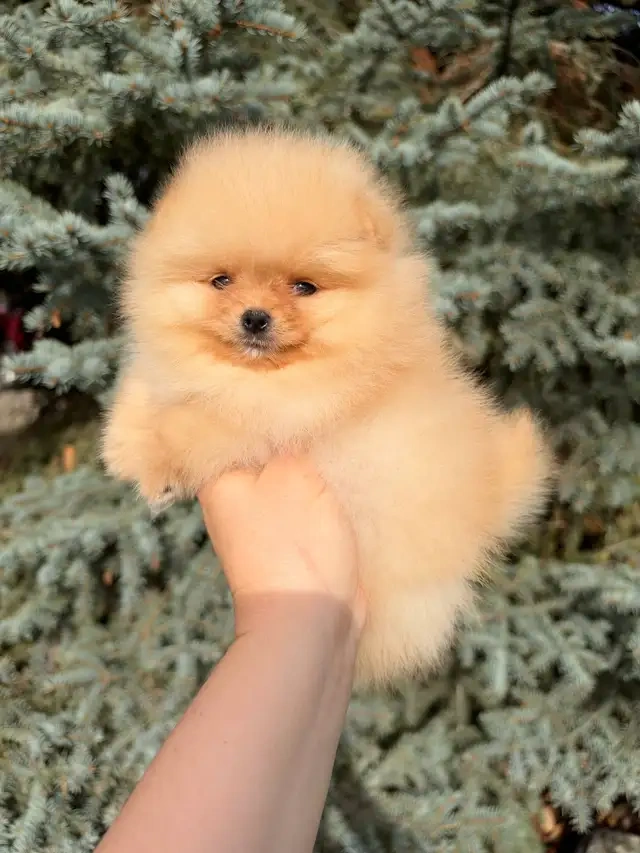 Dostępne szczenięta rasy pomeranian - 5