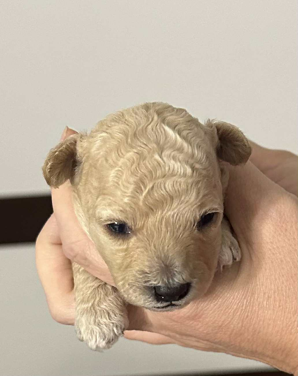 Bichpoo/ maltipoo / poochon - 5