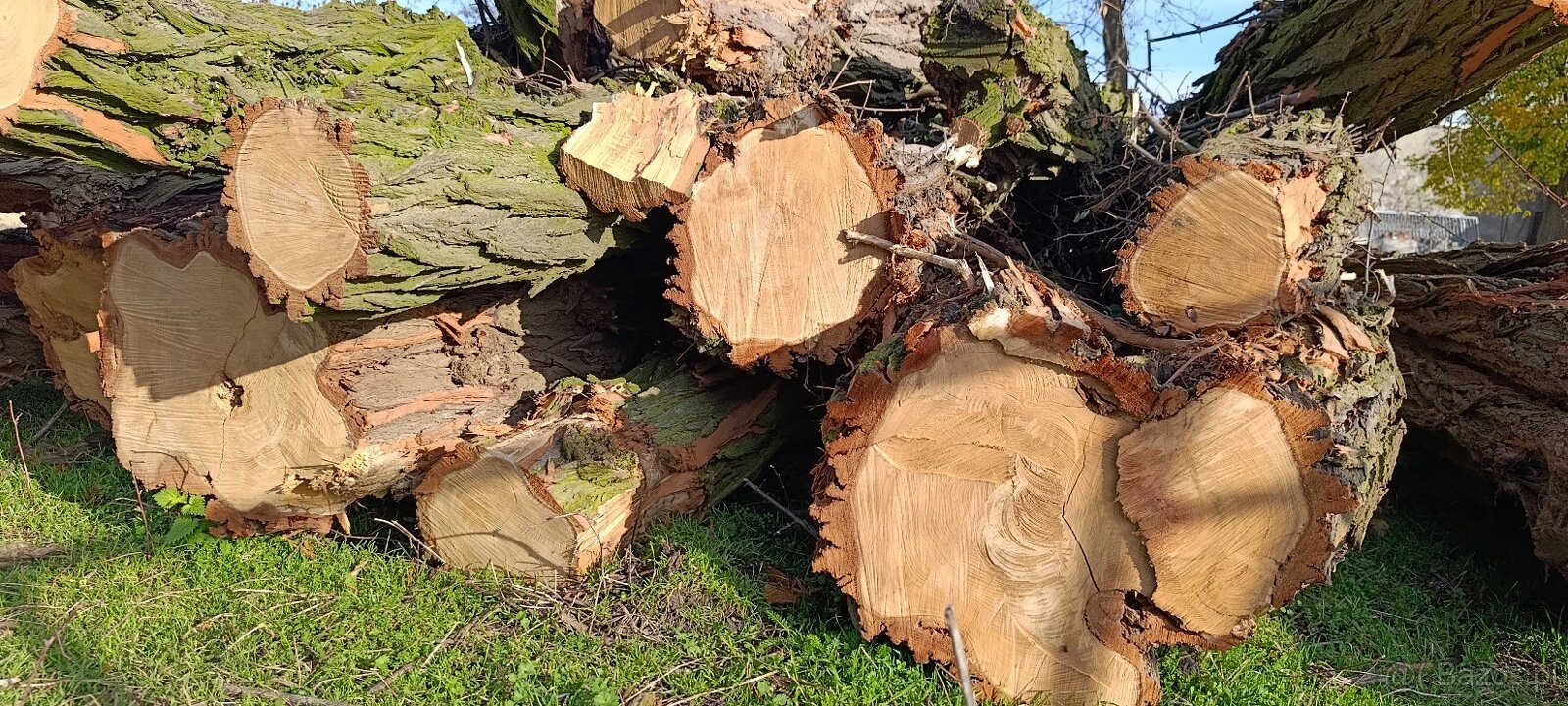 Drewno opałowe – akacja, grube pnie 4–6 m, ok. 10 m³ - 5