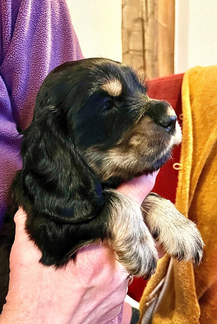 Szczenięta Cocker Spaniel Angielski - 5