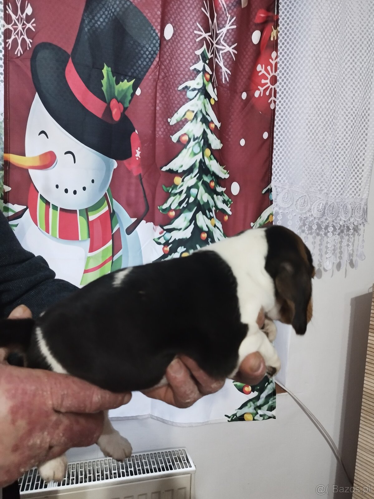 Rodowodowe szczenięta rasy Beagle tricolor, profil DNA - 5