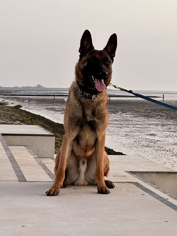 Owczarek Belgijski Malinois FCI - 5
