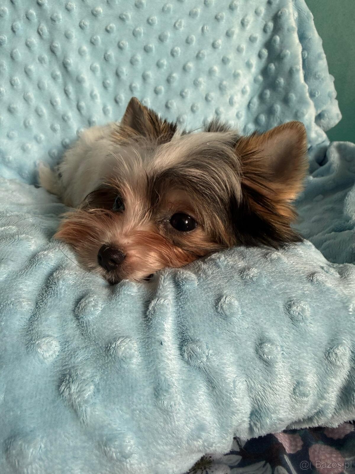 Piękny samiec york biewer - 5