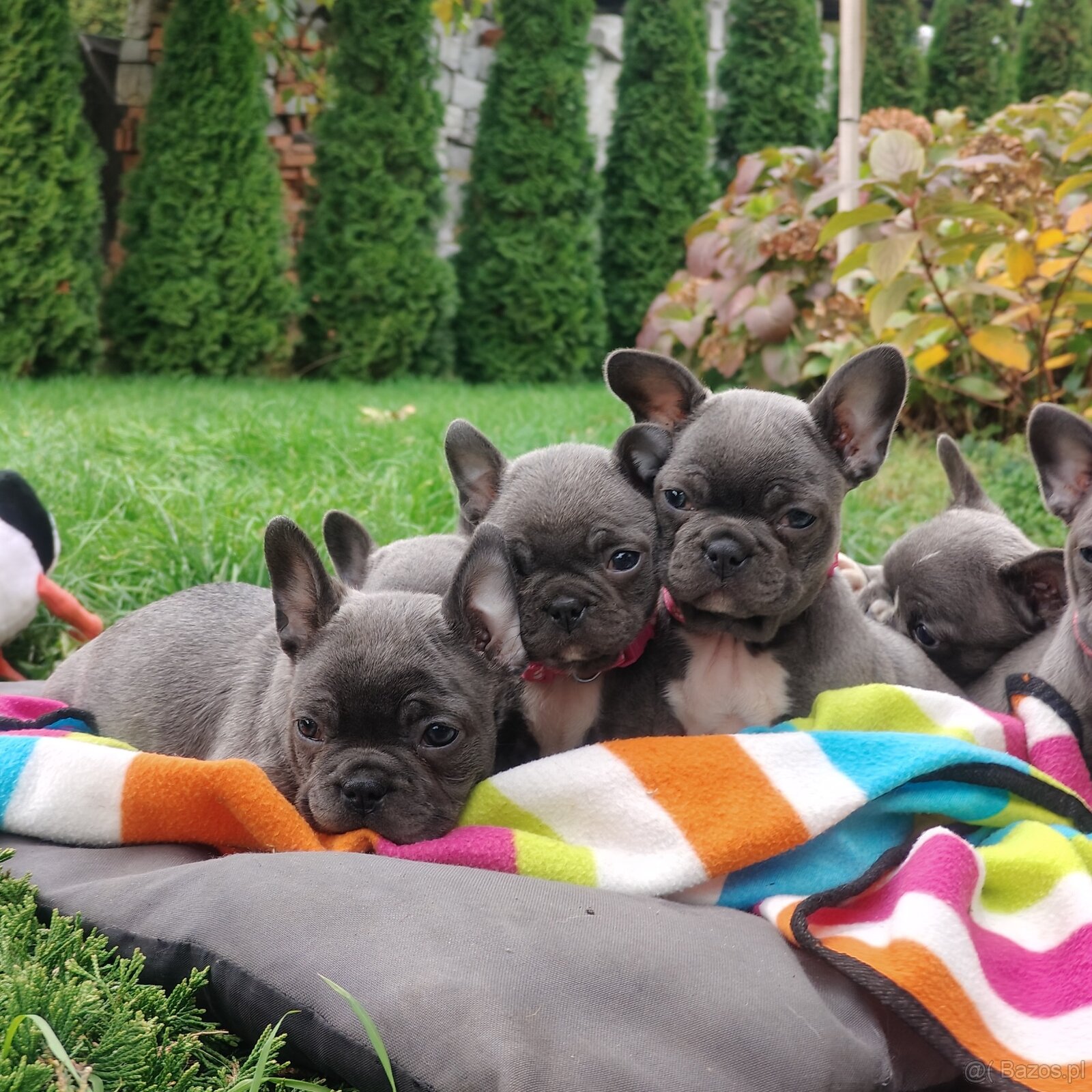 Buldog francuski BLUE niebieski szczeniak suczka pies piesek - 5