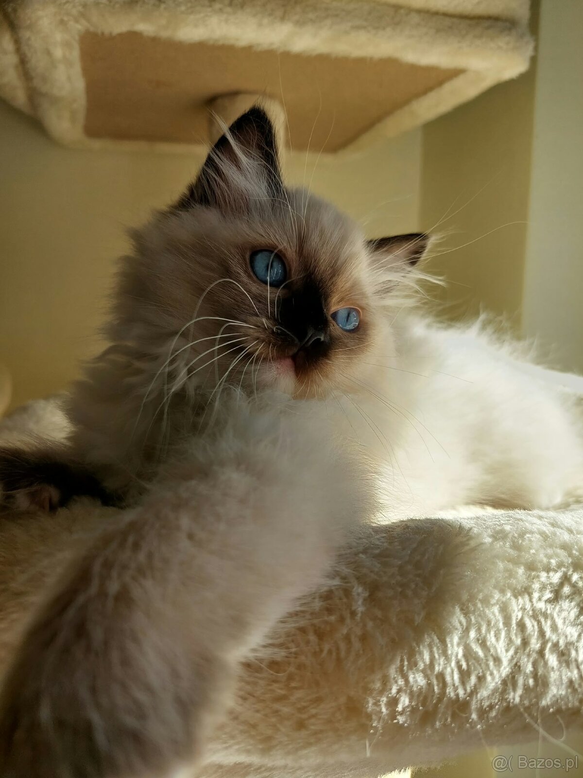 🐾 Rodowodowe Kocięta Ragdoll po championie - 5