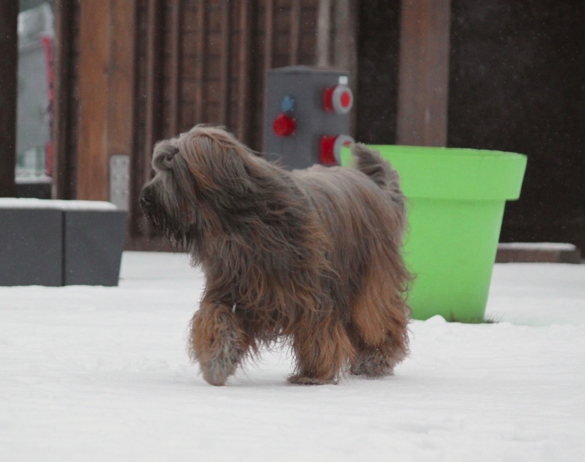 Owczarek Francuski Briard FCI - 5