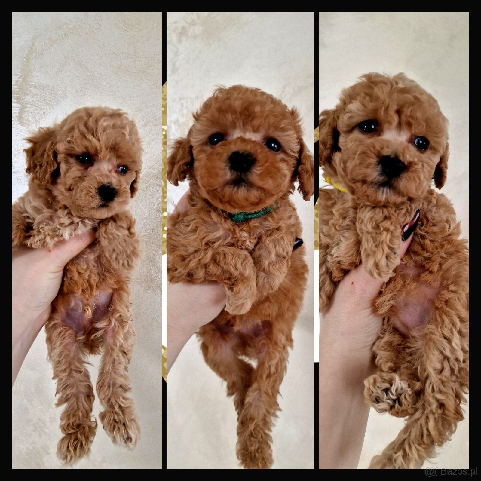 Sunia i chopiec pudelki toy po tatusiu FCI - 5