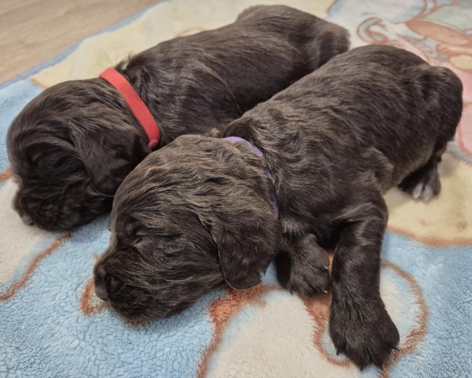 PŁochacz Niemiecki WACHTELHUND - 5