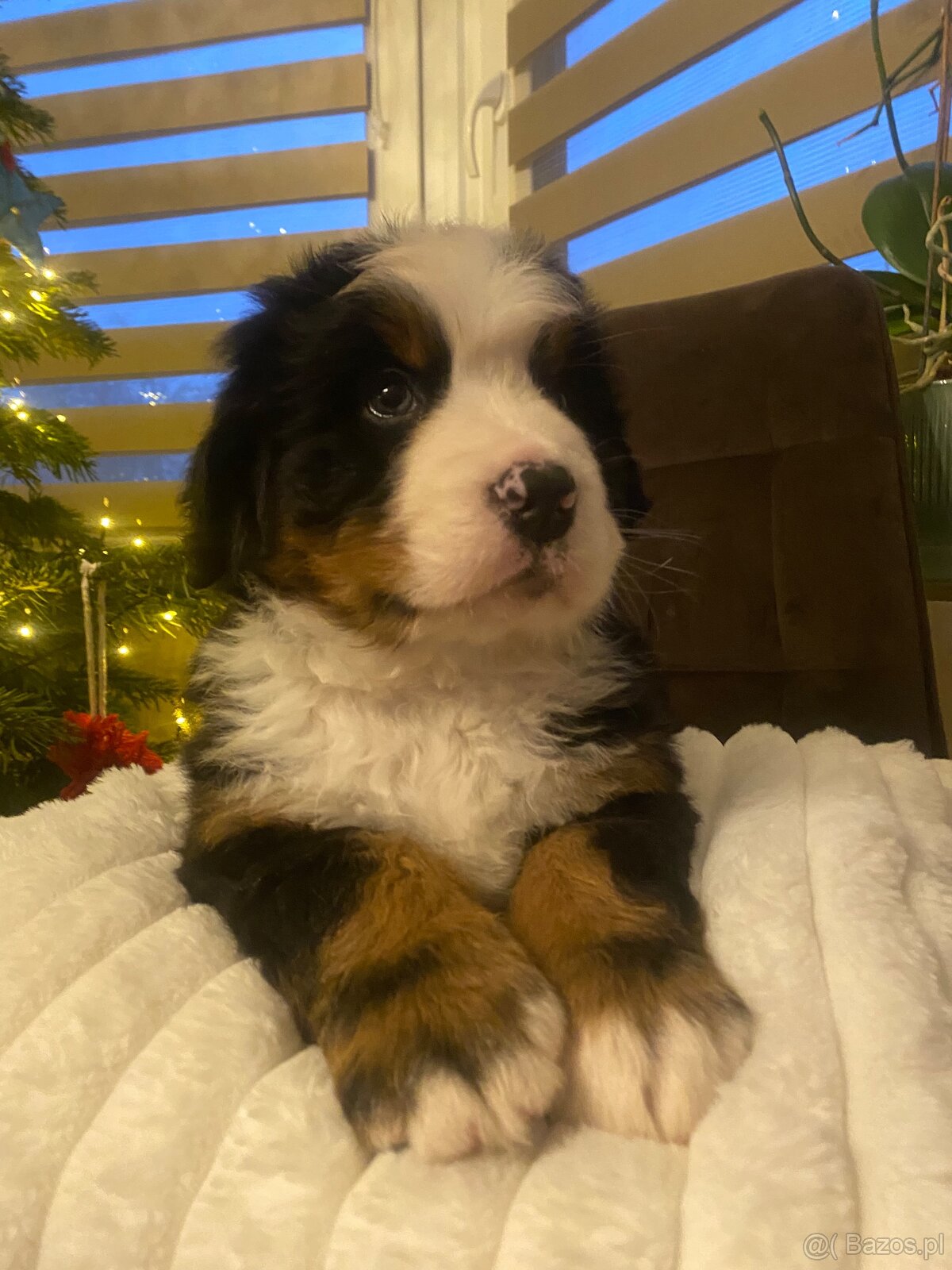 Berneński pies pasterski - 5