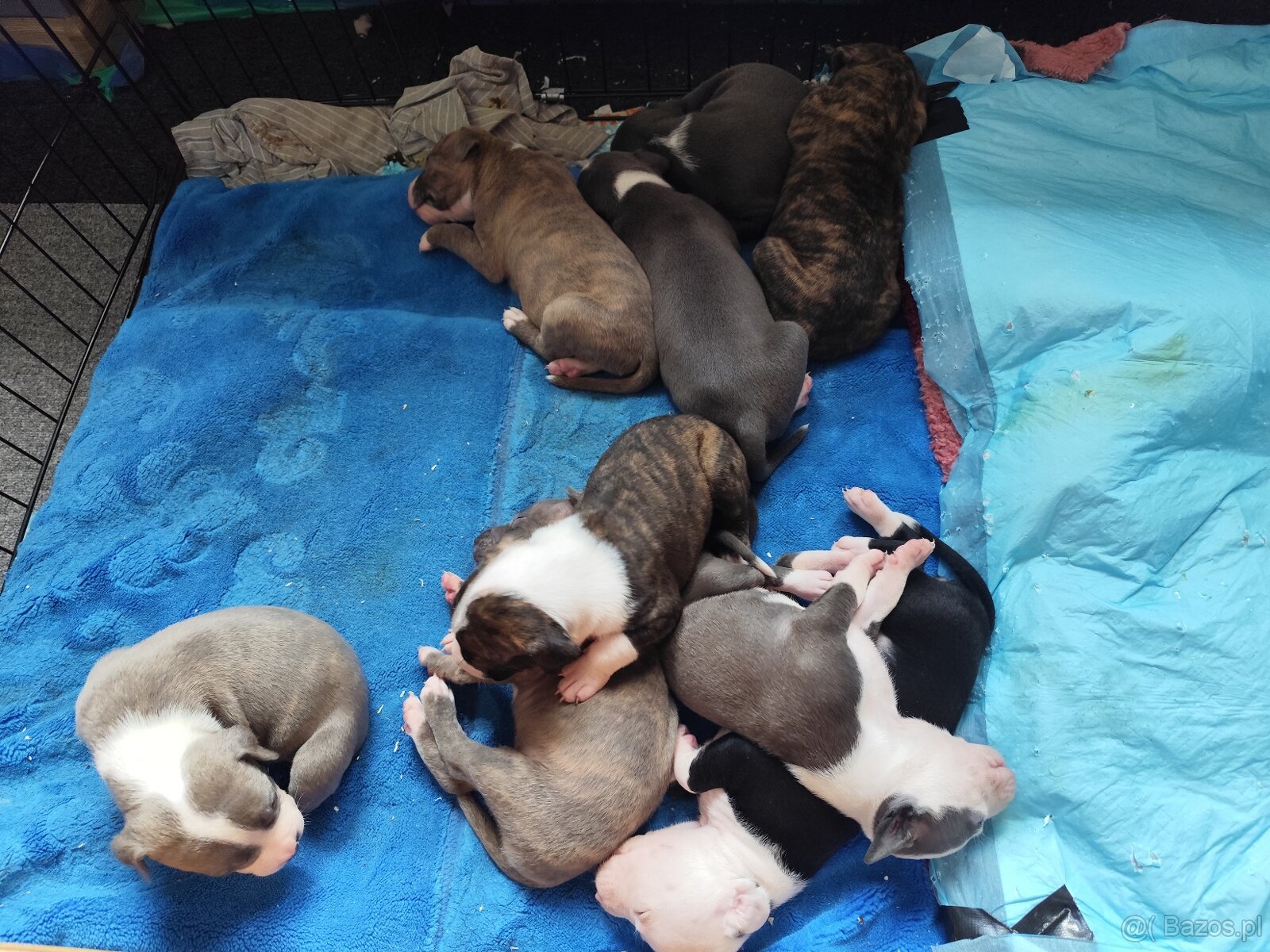 Rezerwacja szczeniąt Amstaff - 5
