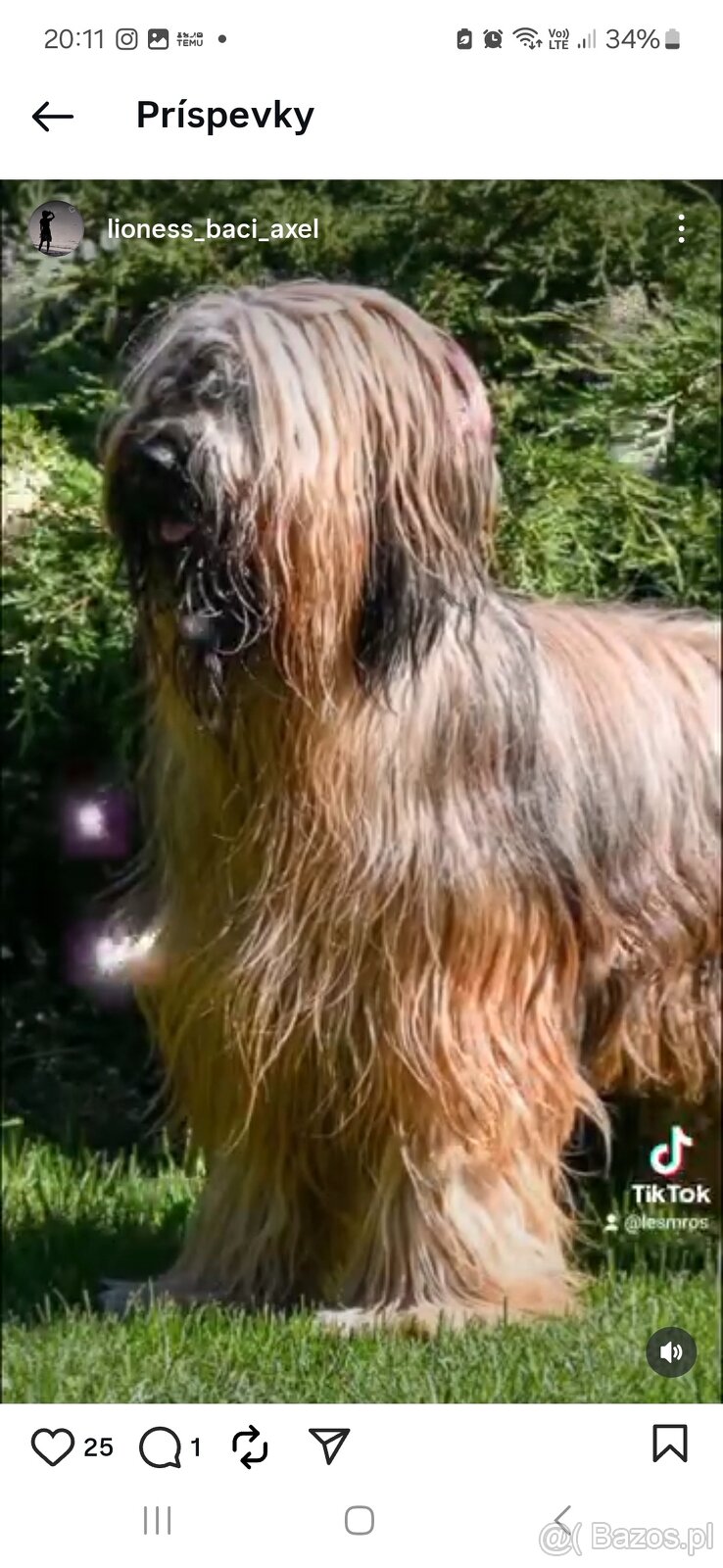 Briard - 5