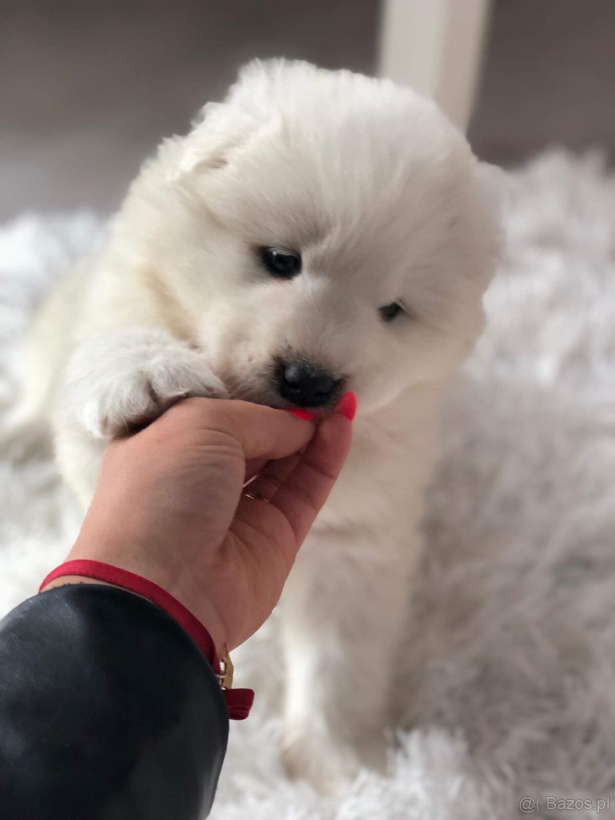 Samoyed Szczenięta - 5
