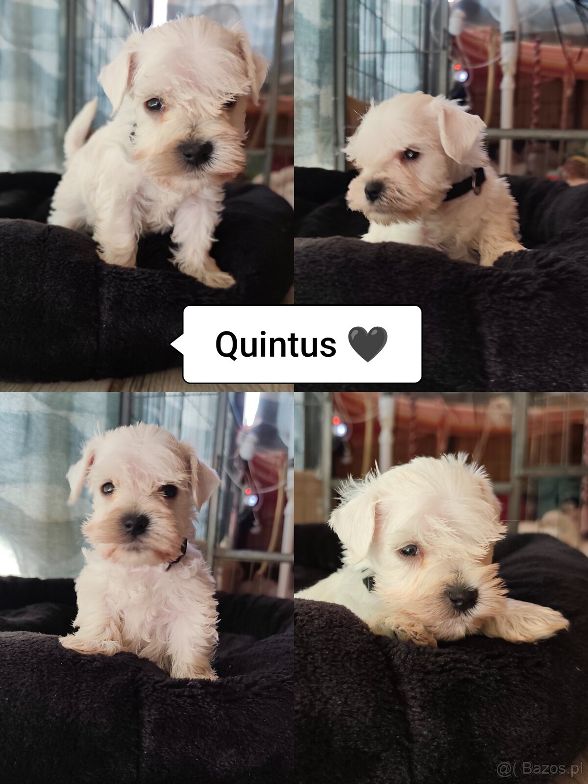 Schnauzer miniatúrne white - 5