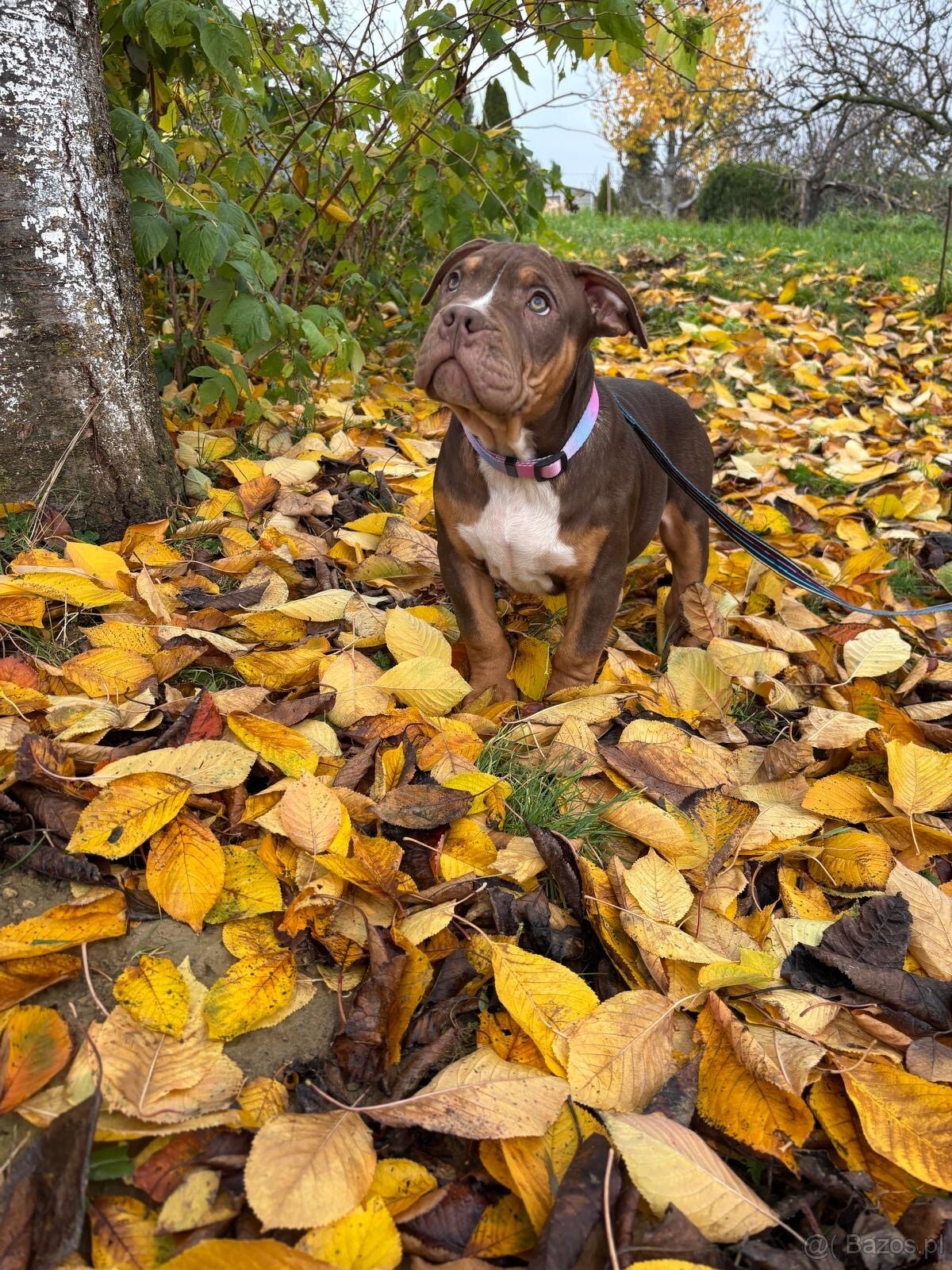 American Bully XL - 5