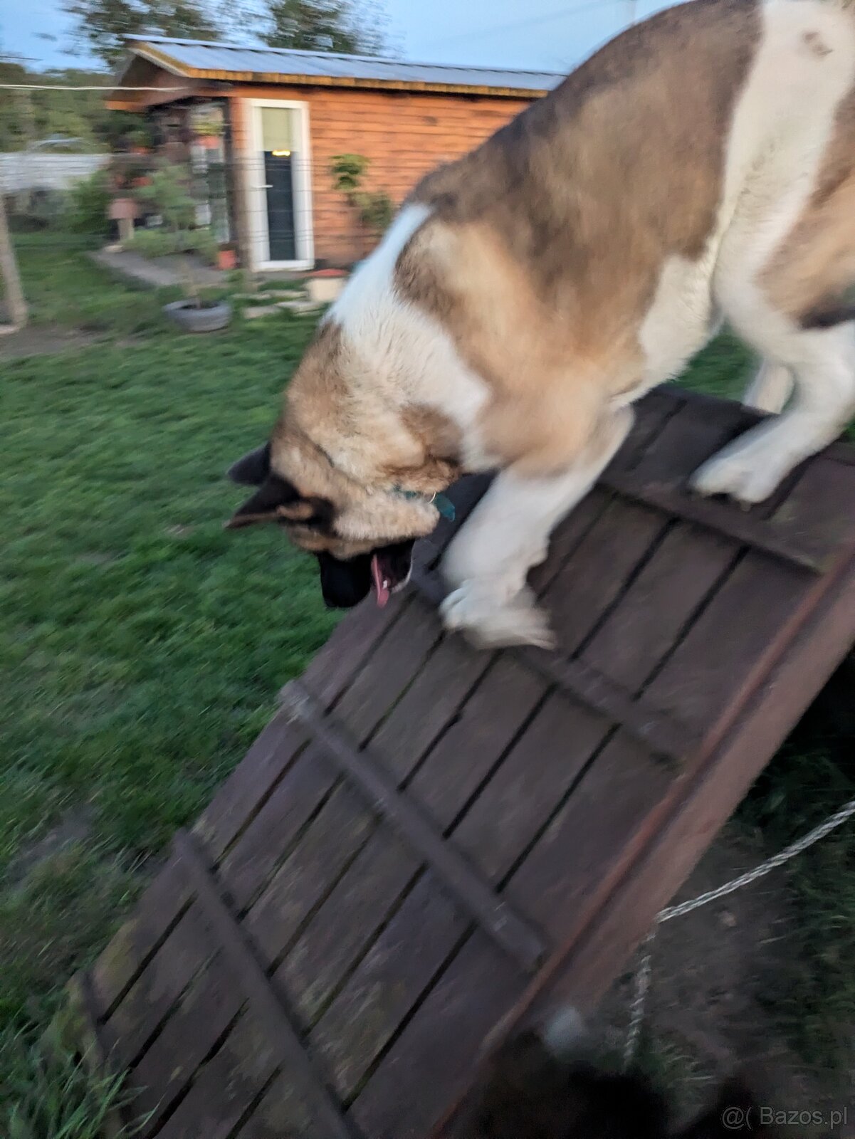 Akita Amerykańska FCI - 5